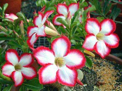 Adenium obesum var. Super Noble Concubine - A STUNNING HYBRID - HAND POLLINATED SUCCULENTS SEED