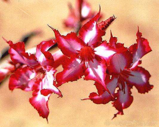 Impala Lily (Adenium multiflorum) Seeds Bonsai Indigenous Succulents