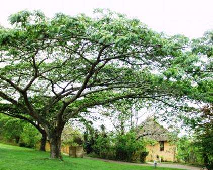 Indigenous Tree Variety Seed Pack ~ 35 Species!