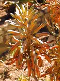 Aloe greatheadii var davyana Seeds ~ Spotted Aloe - Indigenous Succulents