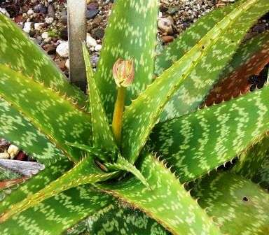 Aloe greenii Seeds - Indigenous Succulents