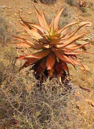 20 Aloe khamiesensis Seeds - Indigenous Succulents