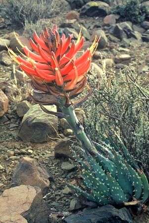 Aloe longistyla Seeds - Indigenous Succulents