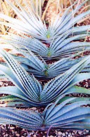 20 Aloe suprafoliata Seeds - Boekaalwyn or Book Aloe - Indigenous Succulents