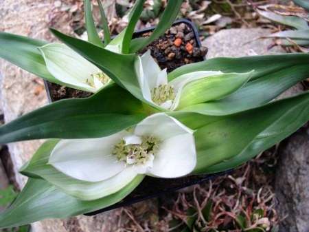 Androcymbium capense Seeds - Bulbs Seeds