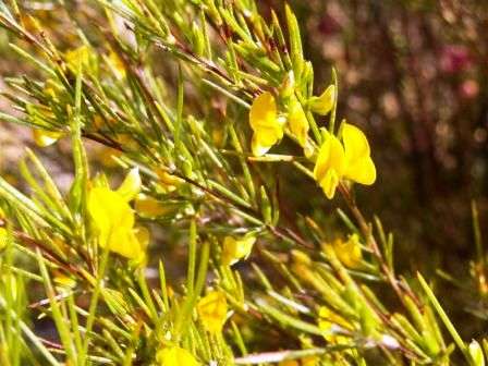 10 Rooibos Tea Seeds - Aspalathus linearis Seeds - Indigenous Medicinal