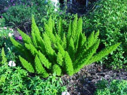Asparagus densiflorus Meyersii Seeds - Evergreen Perennial Groundcover