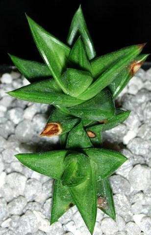 Astroloba congesta Seeds - RARE - Indigenous Succulents