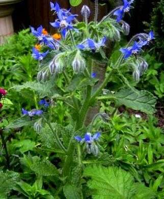 10 Borage Seeds ~ Borago officinalis Seeds ~ Herbs