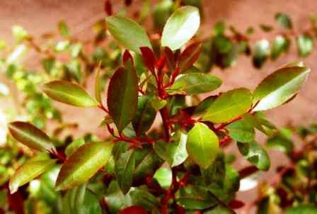 10 Catha edulis Tree Seeds - Bushman's tea, Boesmanstee, Khat - Ethnobotanical