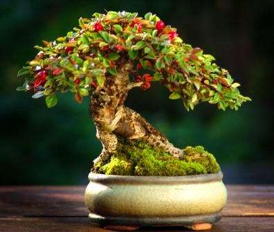 Rockspray Cotoneaster - Cotoneaster horizontalis Bonsai Tree Seeds