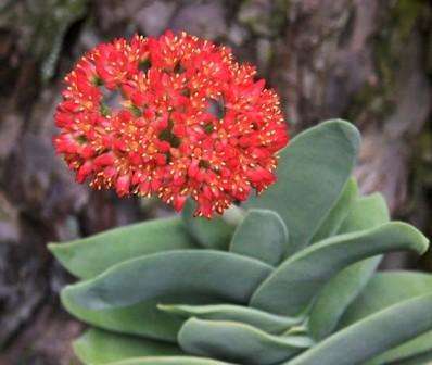 Crassula perfoliata var. minor Seeds - Indigenous Succulents