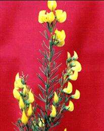 Honeybush Tea Seeds - Cyclopia genistoides - 5 Seed Pack - Indigenous Medicinal Herb Seeds