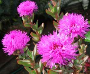Erepsia lacera Seeds - Paarl roosvygie - Indigenous Succulents