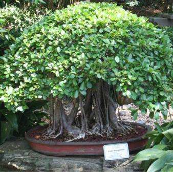 Ficus natalensis Bonsai Seeds