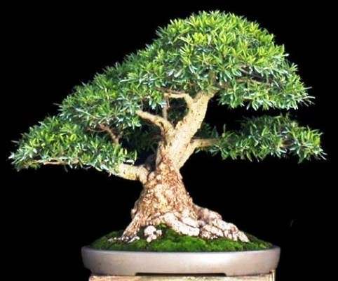 20 Ficus salicifolia Bonsai Tree Seeds - Indigenous
