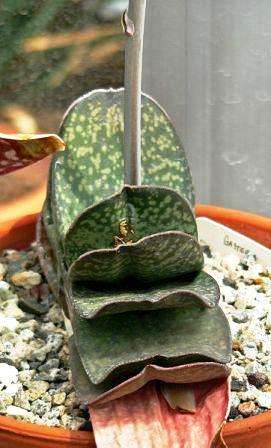 Gasteria disticha Seeds - Indigenous Succulents