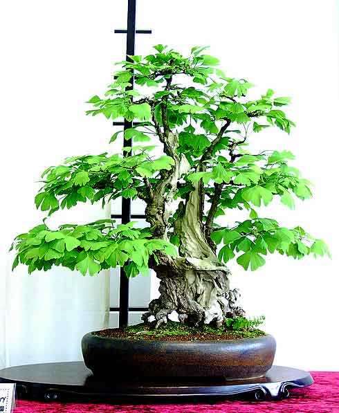5 Ginkgo biloba or Maidenhair Tree Bonsai Tree Seeds