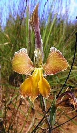 Gladiolus virescens var virescens Seeds - Sow Autumn