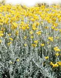 Imphepho - Helichrysum odoratissimum Seeds - Indigenous Medicinal Ethnobotanical
