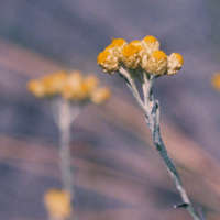 Imphepho - Helichrysum odoratissimum Seeds - Indigenous Medicinal Ethnobotanical