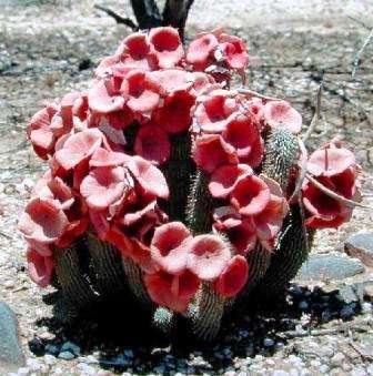 Hoodia gordonii Seeds - Succulents