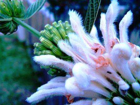 10 Leonotis leonurus alba Seeds ~ Wild Dagga, Lion's Tail or Lion's Ear ~ Ethnobotanical Indigenous