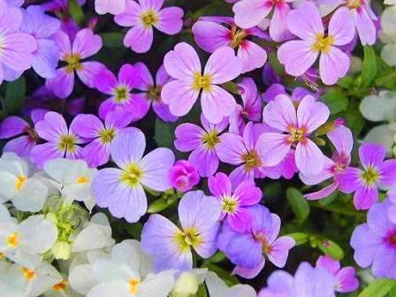 Malcolmia maritima Seeds - Virginia Stocks Seeds