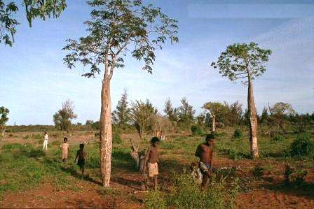Moringa oleifera Seeds - Drumstick Tree Seeds - Medicinal