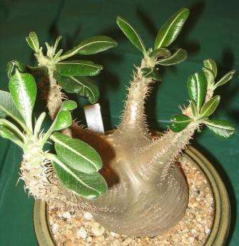 Pachypodium cactipes Seeds - Bonsai Succulents