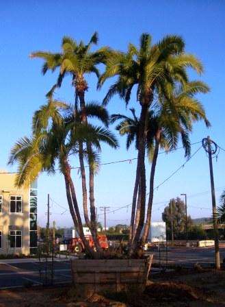 Phoenix reclinata Palm Tree Seeds ~ Wild Date Palm, Wilde Dadelboom - Indigenous Fruit