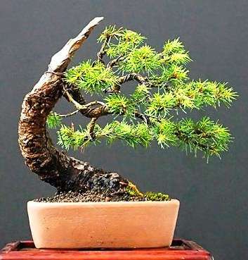 Jezo Spruce - Picea jezoensis Bonsai Tree Seeds
