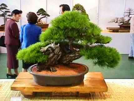 Japanese Red Pine Bonsai - Pinus densiflora Seeds