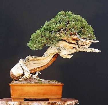 Pinus mugo var. pumilio or Dwarf mugo pine Bonsai Seeds