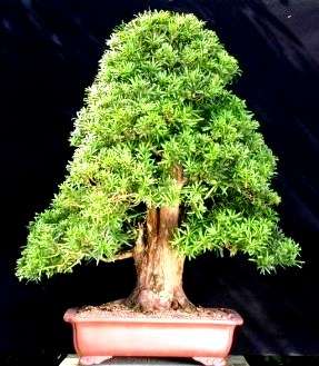 20 Podocarpus falcatus (Outeniqua Yellowwood) Tree Seeds
