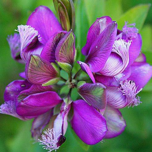 5 Polygala fruticosa Seeds ~ Petite Butterfly Bush, Ertjiebos - Indigenous Shrub + FREE SEEDS