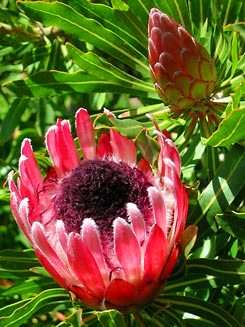 Protea longifolia Seeds - Long-leaf Sugarbush - Indigenous