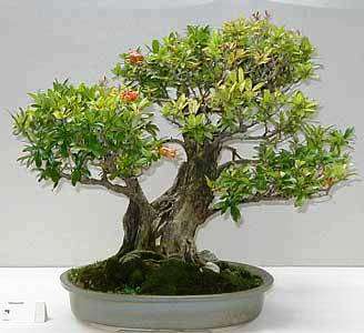 10 Dwarf Pomegranate Bonsai Seeds + Free Seeds with ALL Orders - Punica granatum var. nana Seeds
