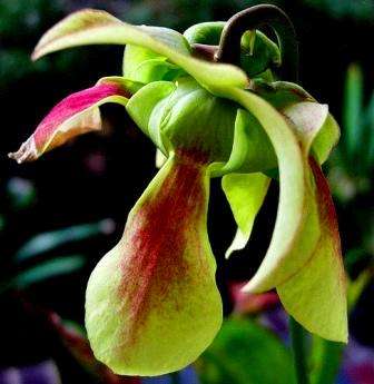 10 Mixed Pitcher Plant Seeds - Carnivorous Sarracenia Mixed Species, Varieties and Hybrids Seeds