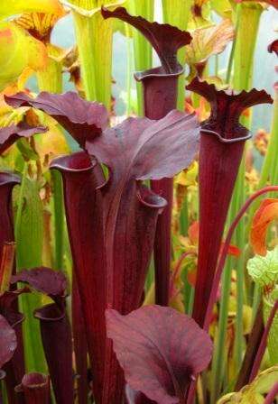 10 Mixed Pitcher Plant Seeds - Carnivorous Sarracenia Mixed Species, Varieties and Hybrids Seeds