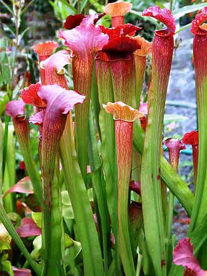 10 Mixed Pitcher Plant Seeds - Carnivorous Sarracenia Mixed Species, Varieties and Hybrids Seeds