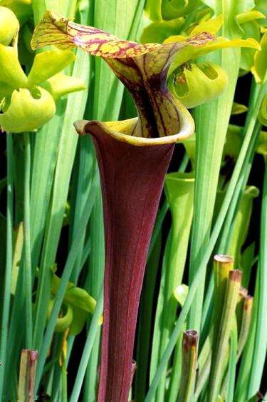 10 Mixed Pitcher Plant Seeds - Carnivorous Sarracenia Mixed Species, Varieties and Hybrids Seeds