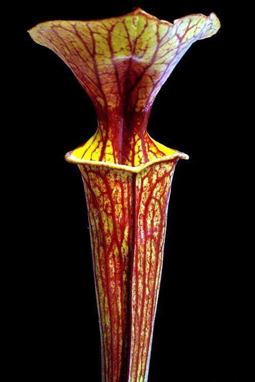10 Mixed Pitcher Plant Seeds - Carnivorous Sarracenia Mixed Species, Varieties and Hybrids Seeds