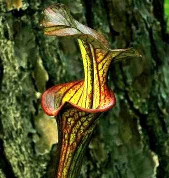 10 Mixed Pitcher Plant Seeds - Carnivorous Sarracenia Mixed Species, Varieties and Hybrids Seeds