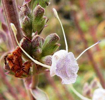 20 Salvia apiana Seeds - White Sage, Bee Sage, or Sacred Sage - Ethnobotanical