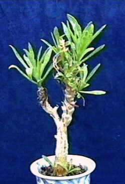 20 Tylecodon grandiflorus Seeds - Indigenous Succulents