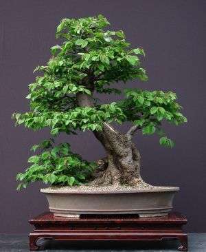 Acacia exuvialis (Flaky Thorn or Skilferdoring) Bonsai Seeds