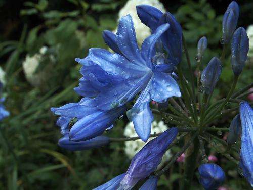 Agapanthus campanulatus Seeds - Bell Agapanthus or Bloulelie - Indigenous Bulbs Seeds