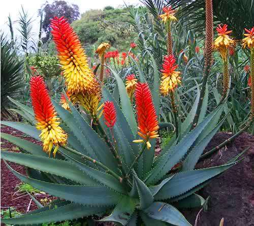 Aloe africana Seeds - Succulents