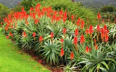 Aloe arborescens Seeds or Krantz Aloe - Kransaalwyn sade - Indigenous Succulents